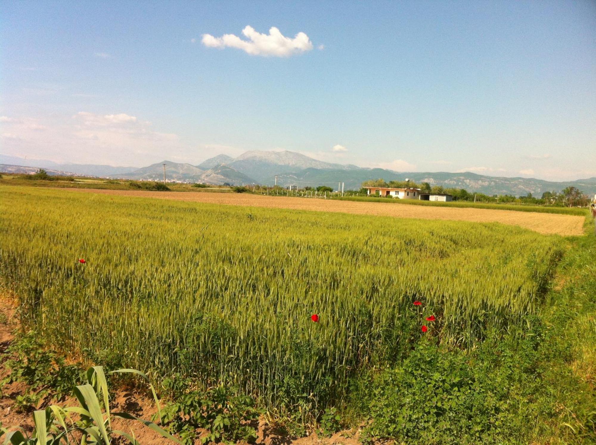 Rustic Homestay Tale